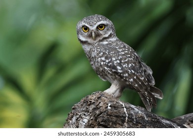 Close up of Spotted owlet(Athene brama) looking at us in nature at Queen Sirikit Park ,Thailand - Powered by Shutterstock