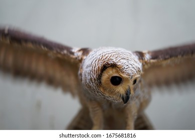 Close Up Spotted Wood Owl (Strix Seloputo)