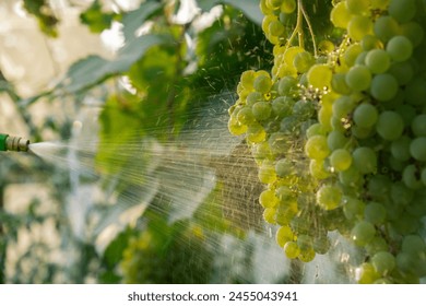 Close up of spraying insecticides and pesticides grape in vineyard open air during sunset. Harvest protection. Organic home gardening and cultivation of greenery concept. Locally grown - Powered by Shutterstock