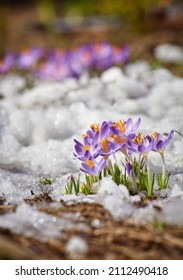 Close Up Spring Crocus Flower In The Melting Snow In The Sun Sunshine