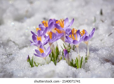 Close Up Spring Crocus Flower In The Melting Snow In The Sun Sunshine