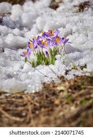 Close Up Spring Crocus Flower In The Melting Snow In The Sun Sunshine