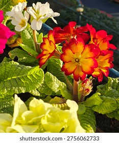 close up of spring flowers