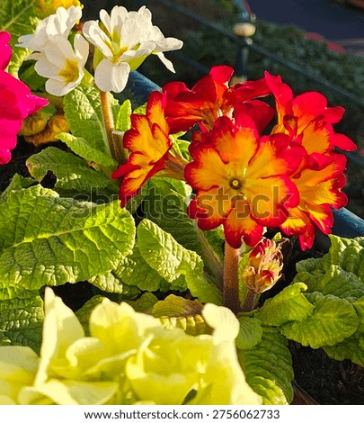 close up of spring flowers
