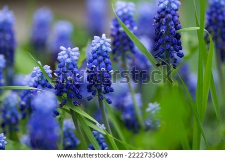  Close up of Spring flowers background grape hyacinth muscari nature outdoor blue and green