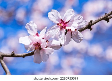Close up of spring flowers isolated on white, with clipping path. Minimalistic style pink spring cherry blossom in white natural blue sky background	 - Powered by Shutterstock