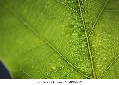 A close up of a spring leaf with a light behind it.
