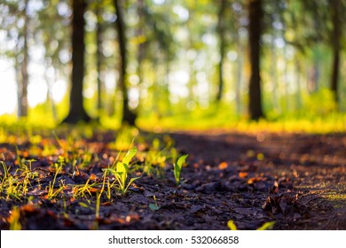Close up spring nature landscape. Ground forest on sunset, summer background. Blurred nature background copy space. Park low focus depth. Ecology environment. Ground in the nature park during spring.  - Shutterstock ID 532066858