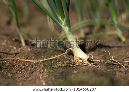 Foto Bild Bio Lauch Zwiebeln