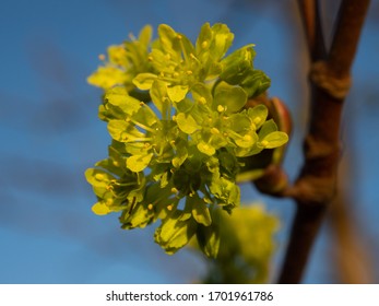 Close up of spring tree buds and early leaves. Selective focus.