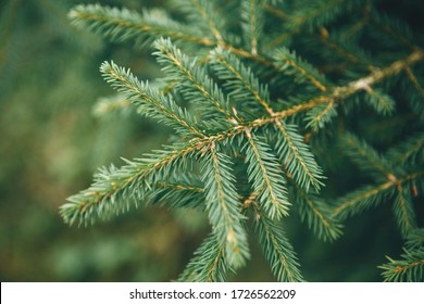 Close up of spruce branch. Evergreen tree background.