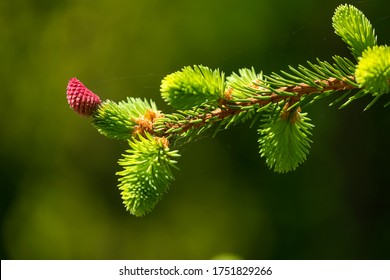 Close Up Of A Spruce Needles