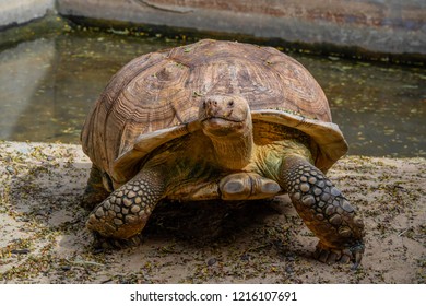 Big African Spurred Tortoise Sunbathe On Stock Photo (Edit Now) 717307384