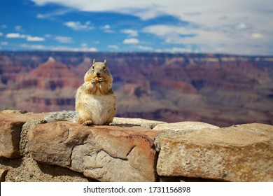 Close up of squirrel eating nut on a wall with background Grand Canyon - Powered by Shutterstock