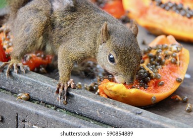 Close Up Of A Squirrel Eating Papaya