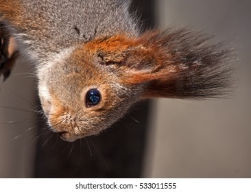Close up of squirrel. Eurasian red squirrel (Sciurus vulgaris).