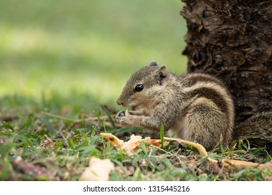 Close up of squirrel with food