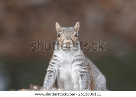 A close up of a squirrel looking curious or surprised. 