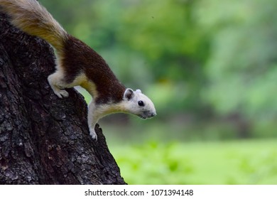 Close up , Squirrel up on tree 