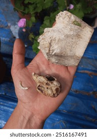 Close up of a squirrel skull as compared to a cow bone