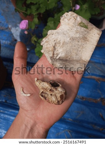 Close up of a squirrel skull as compared to a cow bone
