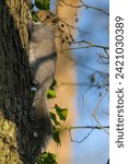 close up of a squirrel in a tree