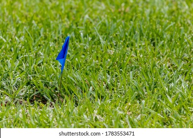 Close Up Of St. Augustine And Bermuda Grass In A Park Next To A Yard With A Blue Flag Marking A Sprinkler Head For Safety.