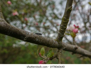 close up of a St. Mark's fly (Bibio marci) on a tree branch