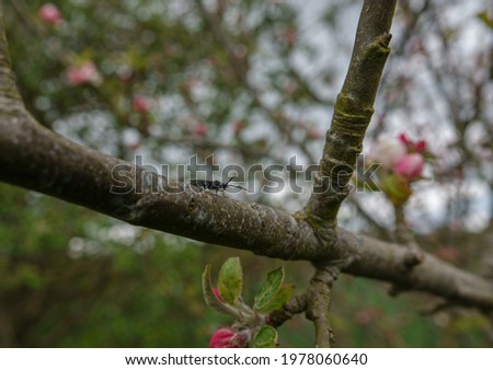 close up of a St. Mark's fly (Bibio marci) on a tree branch