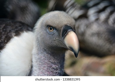 close up stagger vulture