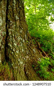 Close up of standing tree.