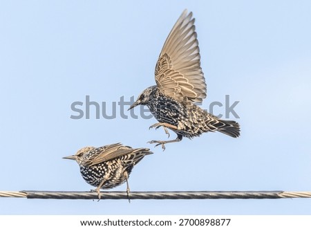 A close up of a starling jumping up over another starling on a cable wire against a light blue sky. 