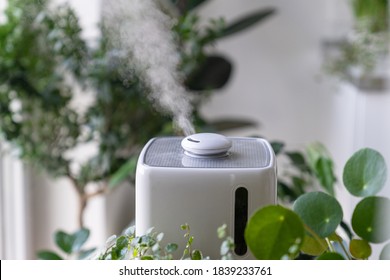Close up of steam from the air humidifier during heating period, houseplants on background. Plant care. Increasing moisture in the apartment. 
