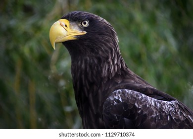 Close Up Of A Stellar Sea Eagle (Black Eagle Yellow Beak) Side View