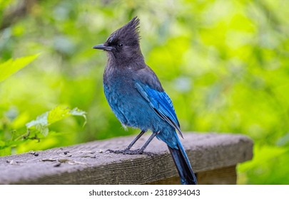 Close up of a Stellar's Jay in Stanley Park, Vancouver, British Columbia, Canada on 31 May 2023