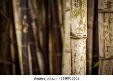 Close up of stems of bamboo (Bambusa vulgaris) with graffiti.   - Powered by Shutterstock