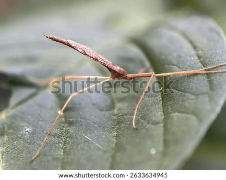 Close up of stick insects (Phasmatodea)