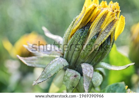 Similar – Image, Stock Photo A still closed dandelion flower.