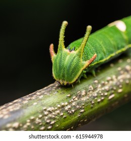 Close Up Stinging Nettle Slug Caterpillar