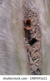 Close Up Of Stingless Honey Bees Coming Out Of Nest. Meliponini