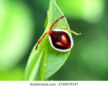 Close up of stink bug larvae, stink bug or shield bug (Pentatomidae)