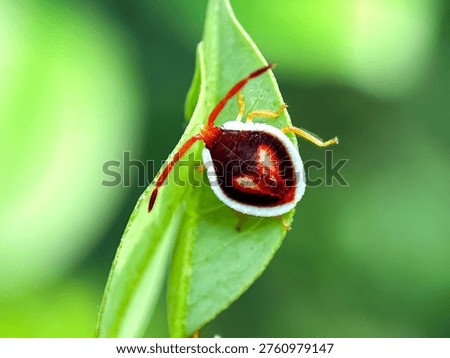 Close up of stink bug larvae, stink bug or shield bug (Pentatomidae)