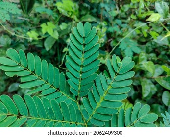 4,090 Albizia leaves Images, Stock Photos & Vectors | Shutterstock