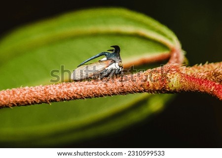 Close up a strange treehopper (horned tree hopper) on tree branch and nature background, Selective focus, Macro photo of insect in nature.