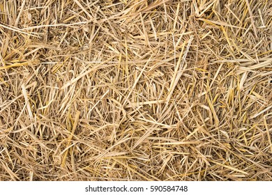 Close Up Of Straw Background Texture