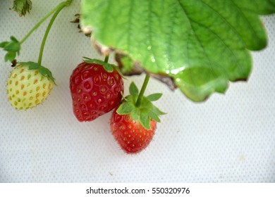 Close up strawberries.