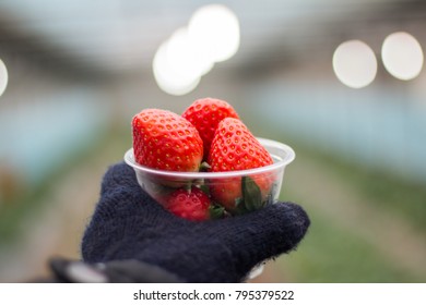 close up  a strawberry in farm at Korea.