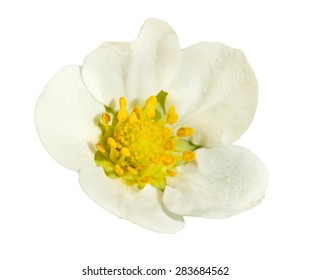 Close Up Of A Strawberry Flower