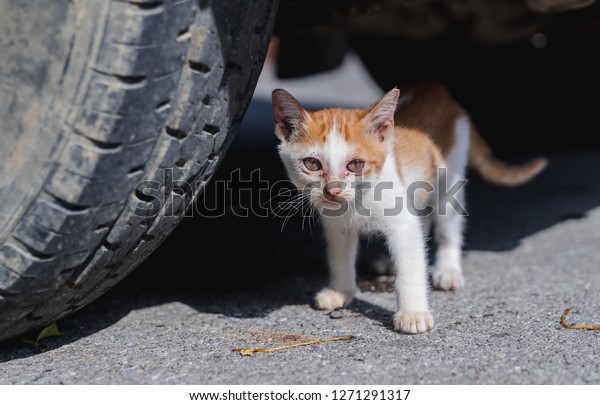close up stray skinny orange kitten under car with\
scars on face