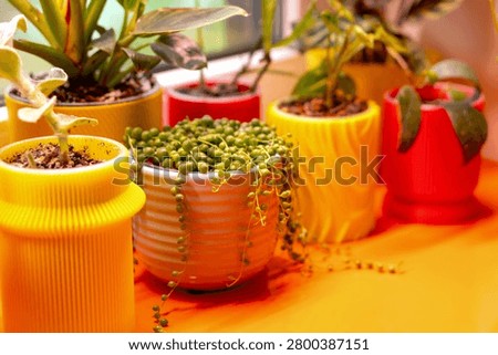Close up of string of pearls succulent growing in a decorative planter among indoor plants. Home gardening concept featuring vibrant colors and botanical detail.